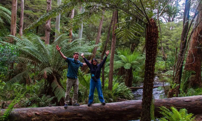 Puffing Billy, Yarra Valley, Redwood Forest Tour | Experience Oz 
