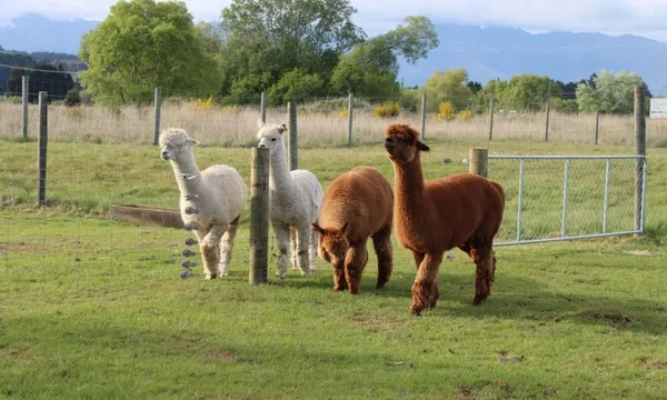 Milford Sound Cruise, Coach and Farm Tour - Full Day