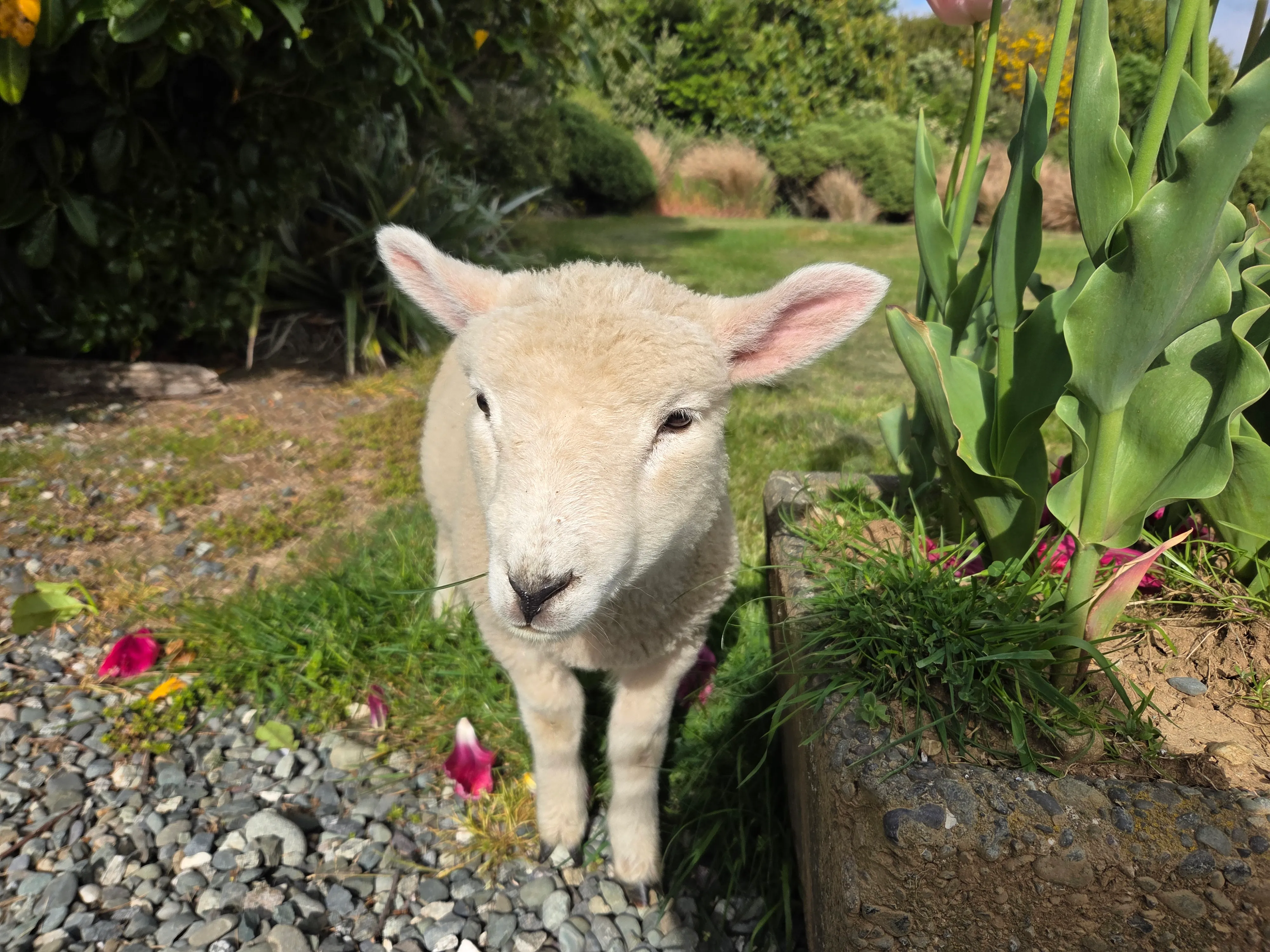 Milford Sound Cruise, Coach and Farm Tour | Experience Oz + NZ-1