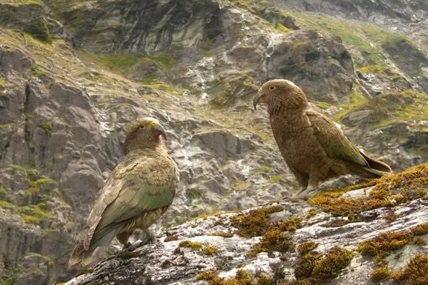 Rob Roy Glacier Guided Hiking Tour - Full Day | Experience Oz + NZ