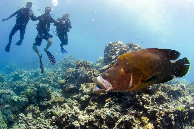 Great Barrier Reef Tour with Intro Dive Special | Experience Oz