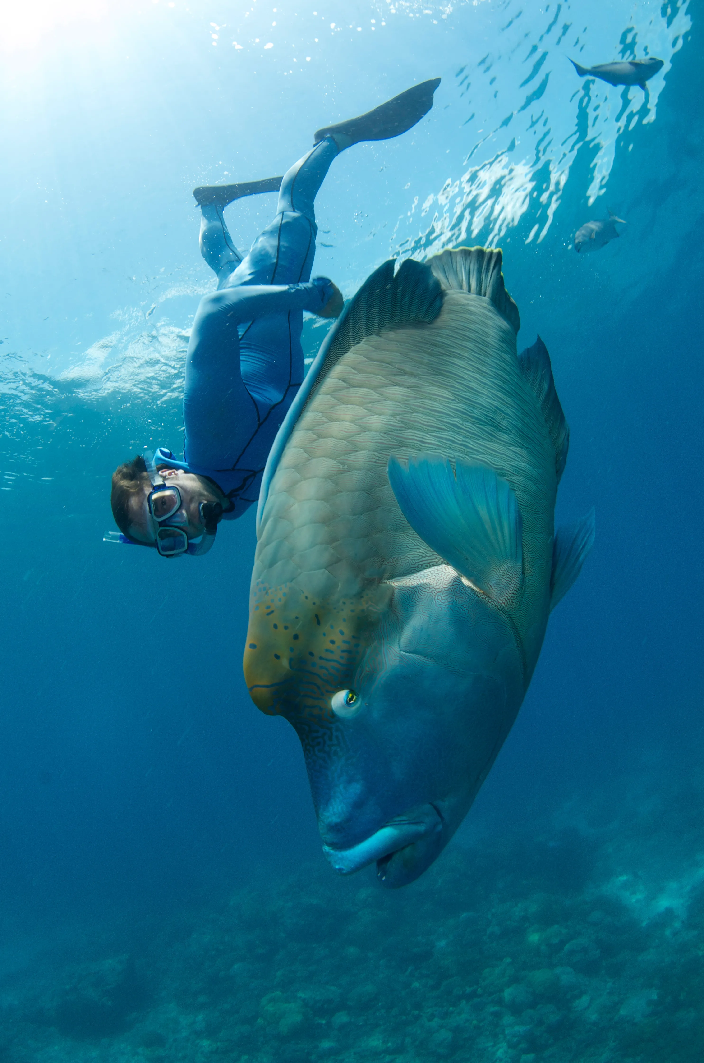 Great Barrier Reef Tour with Intro Dive Special | Experience Oz-2