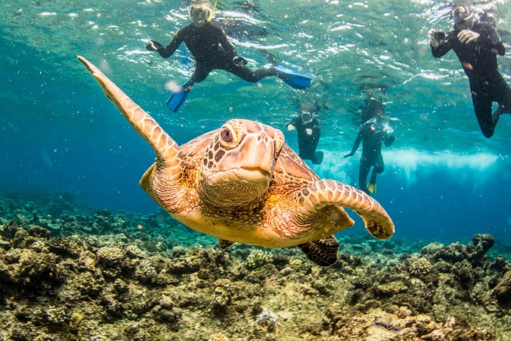 Great Barrier Reef Tour with Intro Dive Special | Experience Oz-4