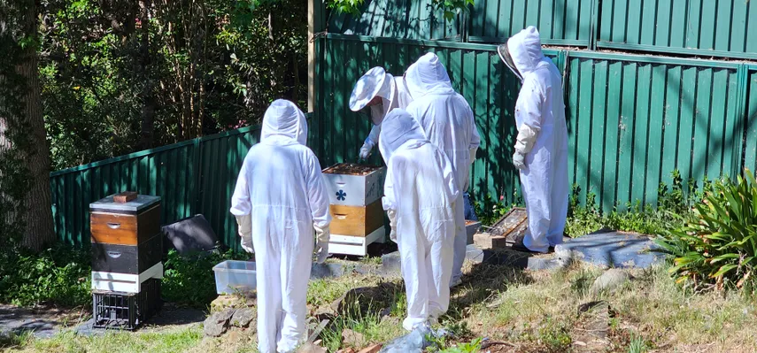 Sydney Bee Keeping with Honey & Tasting - 2 Hours | Experience Oz