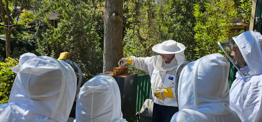 Sydney Bee Keeping with Honey & Tasting - 2 Hours | Experience Oz
