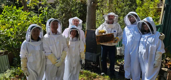 Sydney Bee Keeping with Honey Harvest and Tasting - 2 Hours
