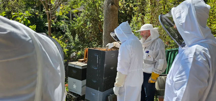 Sydney Urban Beekeeping Basics Workshop - 5 Hours | Experience Oz