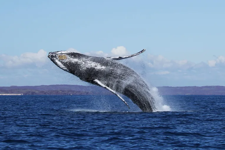 Dampier Snorkelling and Sightseeing Cruise | Experience Oz