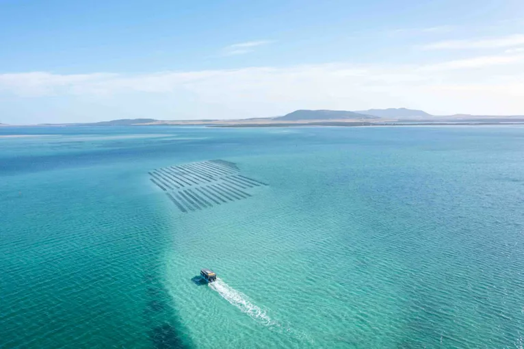 Coffin Bay Oyster Farm and Bay Tour - Book Now | Experience Oz