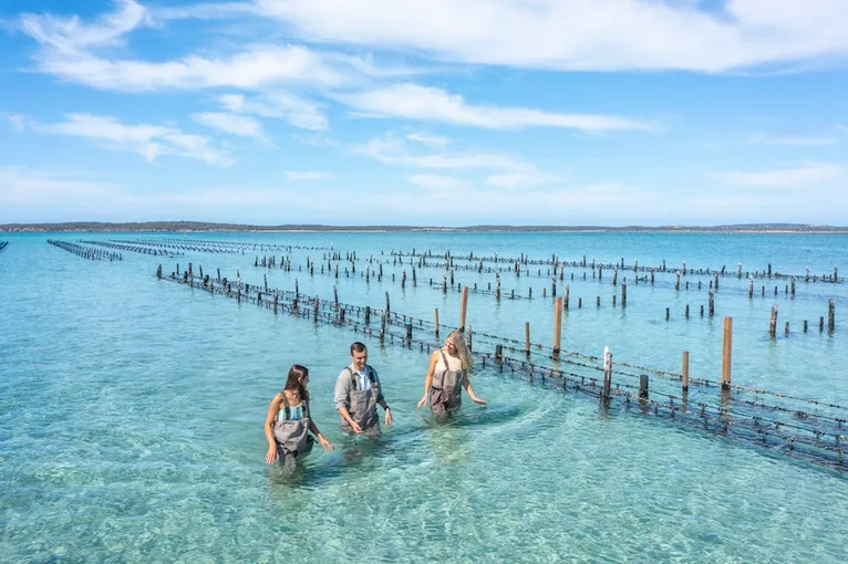 Coffin Bay Oyster Farm and Bay Tour - Book Now | Experience Oz