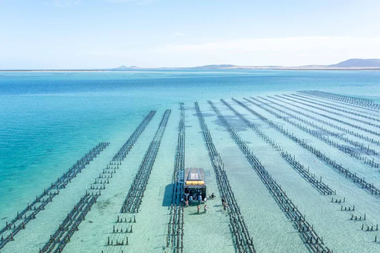Coffin Bay Oyster Farm and Bay Tour - Book Now | Experience Oz