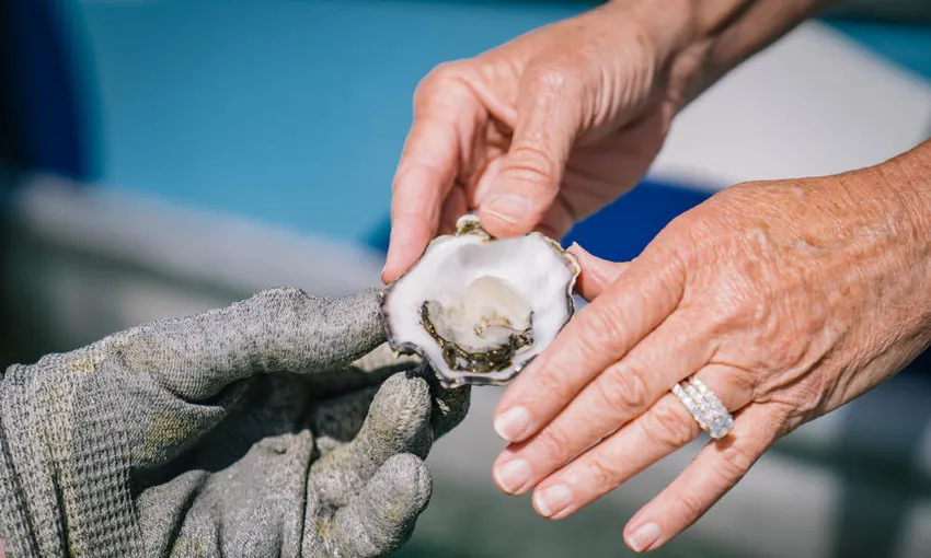 Coffin Bay Short and Sweet Oyster Farm Tour - Book Now | Experience Oz