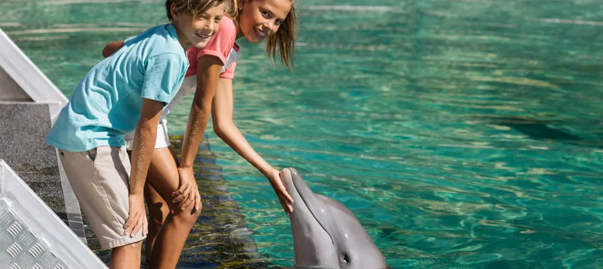 Sea World Dolphin Deep Water Adventure - Book Now | Experience Oz