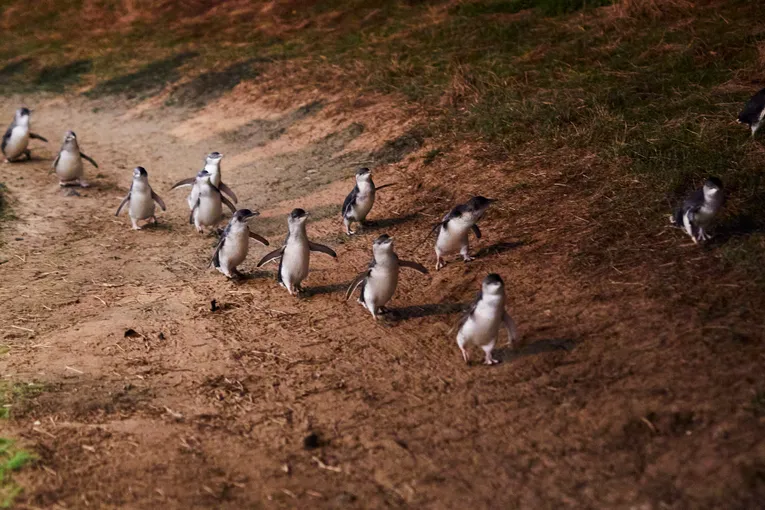 Phillip Island Penguin Tour, Melbourne Transfers | Experience Oz