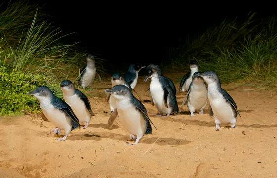 Phillip Island Penguin Sunset Tour with Melbourne Transfers