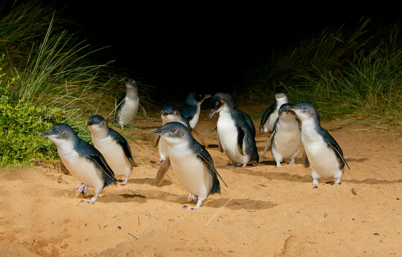 Phillip Island Penguin Tour, Melbourne Transfers | Experience Oz