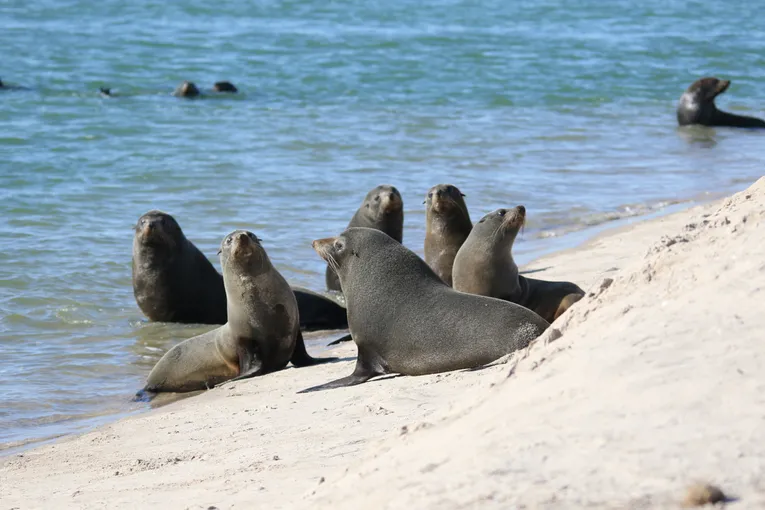 Guided Kayak Tour & Lunch, 4 Hours - Coorong National Park