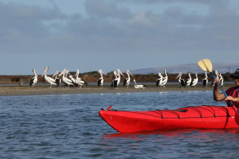 Coorong Guided Kayak Tour with Lunch - 4 Hours | Experience Oz
