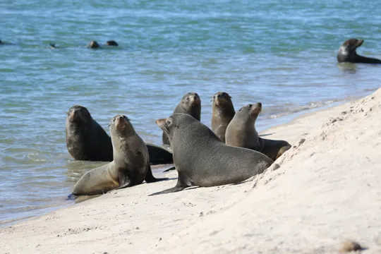 Coorong Guided Kayak Tour with Picnic Lunch - 4 Hours