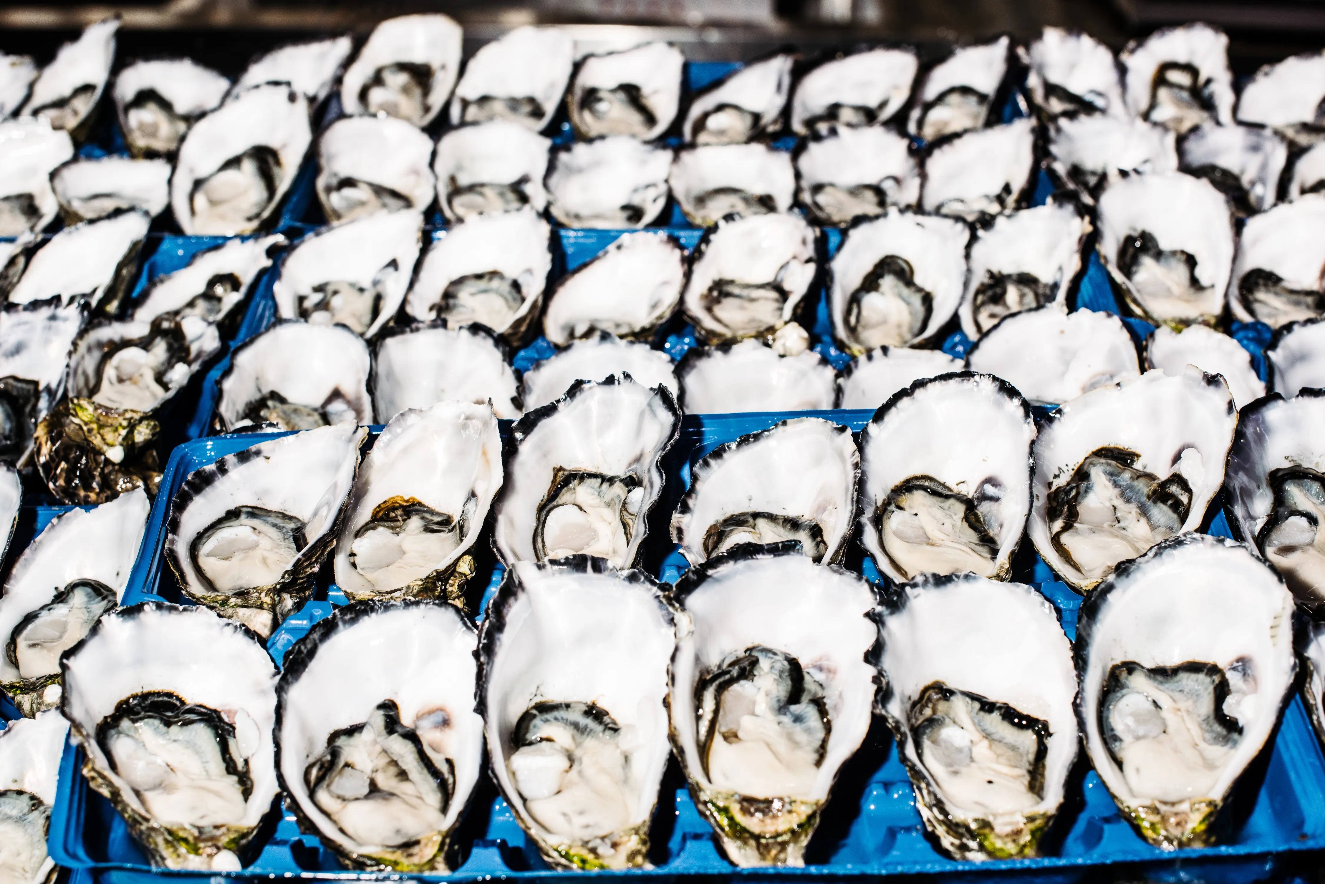 Sydney Fish Market Taste Tour & Drink - 90 Minutes | Experience Oz-5