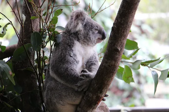 Kuranda Railway, Wildlife & Culture Day Tour from Cairns
