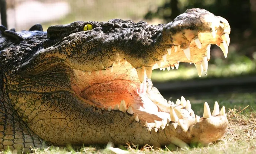 Kuranda Scenic Rail, Skyrail and Crocodile Tour - Full Day