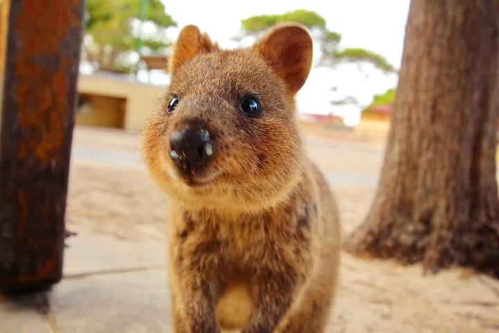 Rottnest Island Guided Rickshaw Tour - 90 Minutes | Experience Oz-2