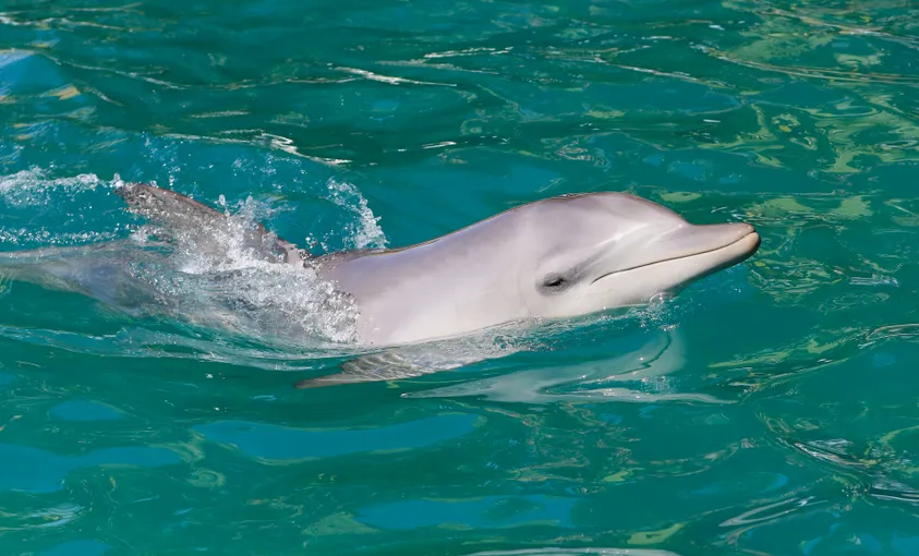 Port Stephens Dolphin Discovery Cruise | Experience Oz
