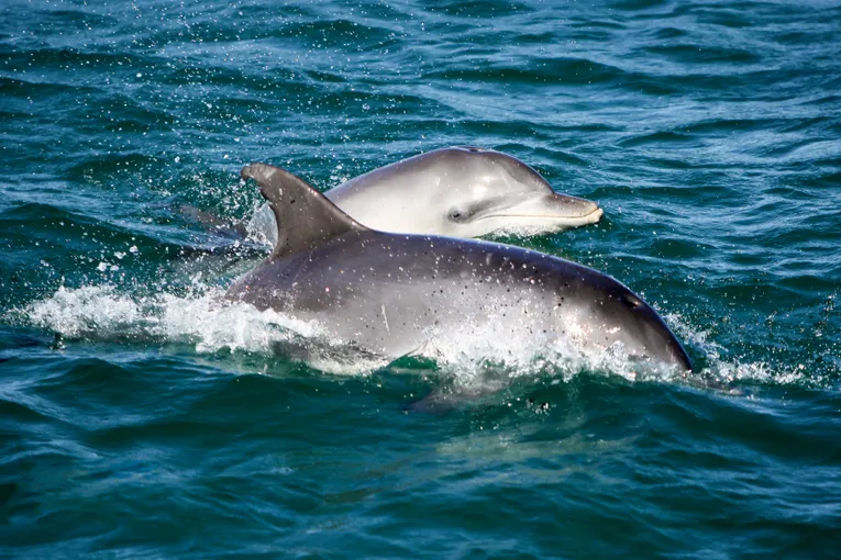 Port Stephens Splash and Slide Dolphin Cruise | Experience Oz