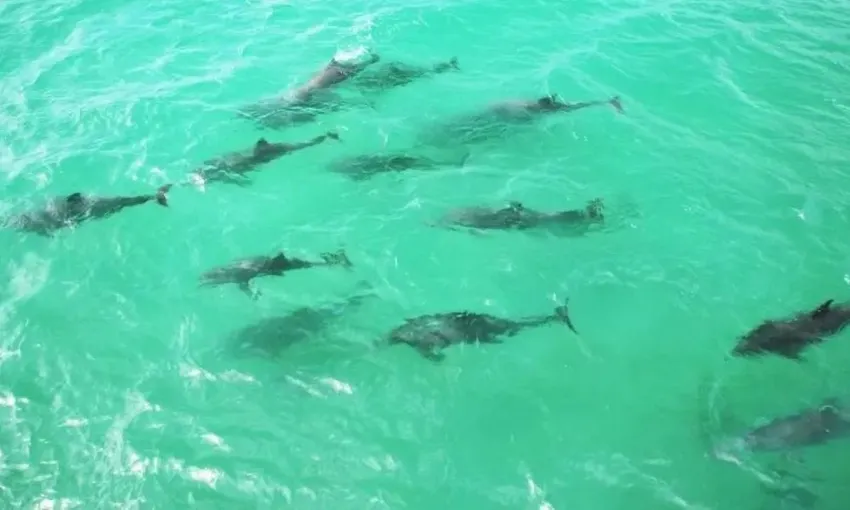 Port Stephens Splash and Slide Dolphin Cruise | Experience Oz