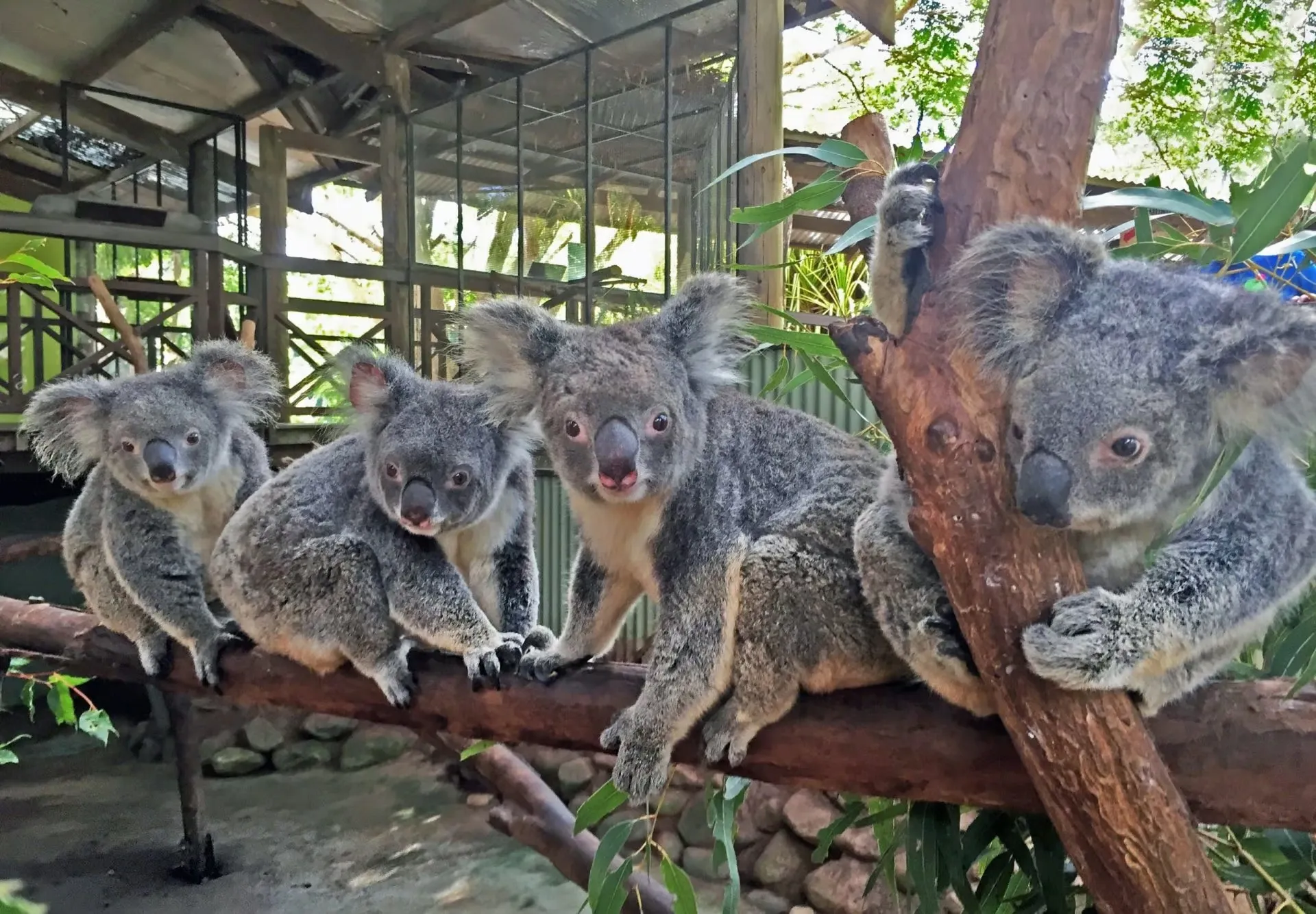 Kuranda Railway, Wildlife & Culture - Port Douglas | Experience Oz-5