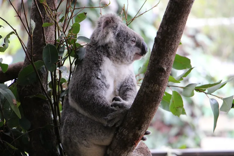 Kuranda Railway, Wildlife & Culture - Palm Cove | Experience Oz