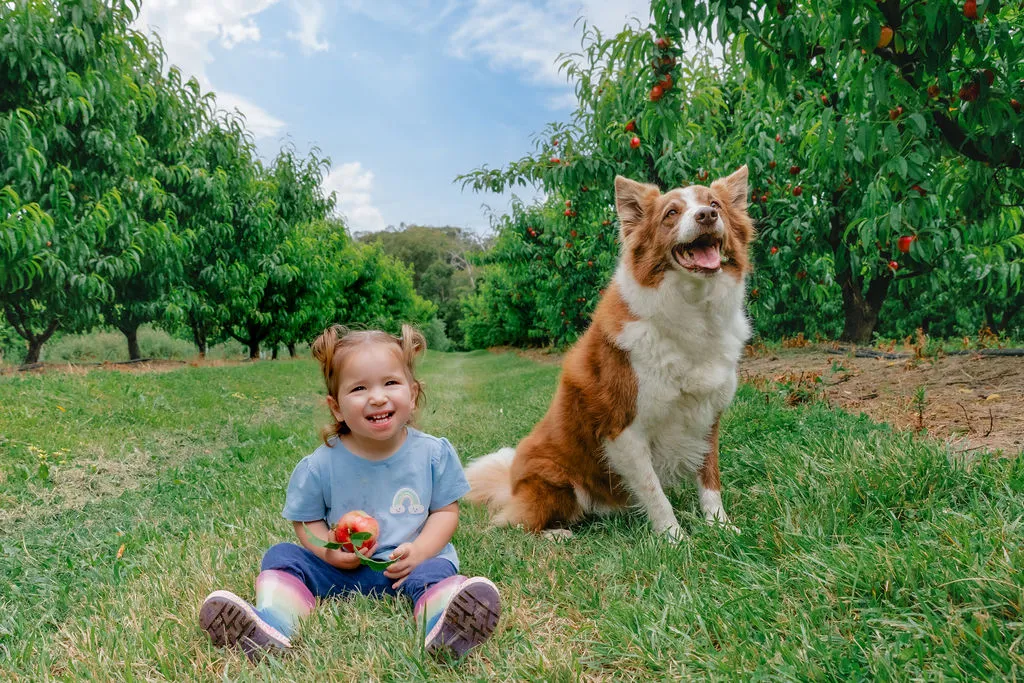 Yarra Valley Tractor Tour, Tastings & Fruit Box | Experience Oz-6