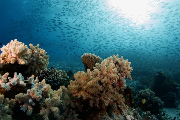 Great Barrier Reef Flight and Snorkel - Full Day | Experience Oz
