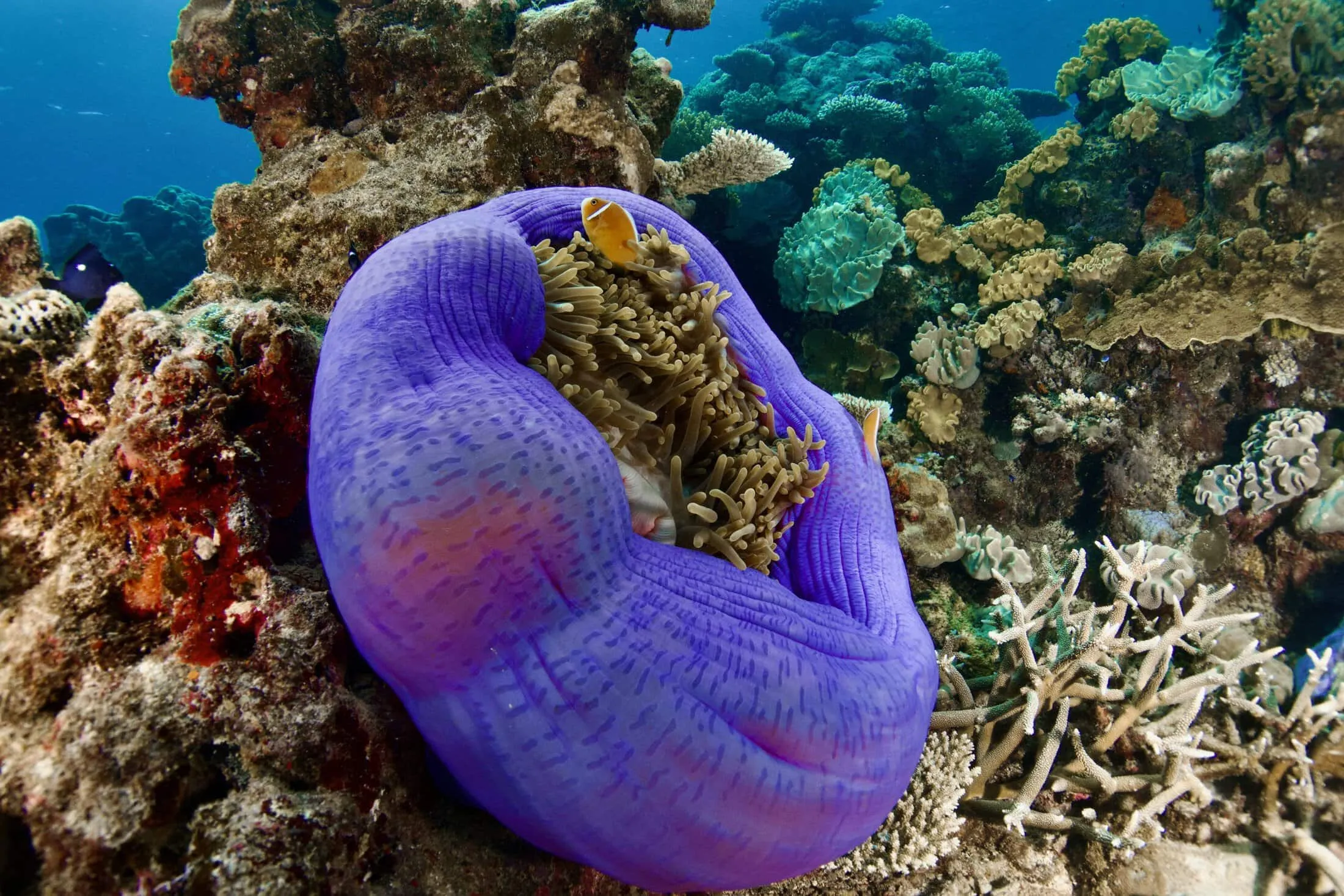 Great Barrier Reef Flight and Snorkel - Full Day | Experience Oz-11