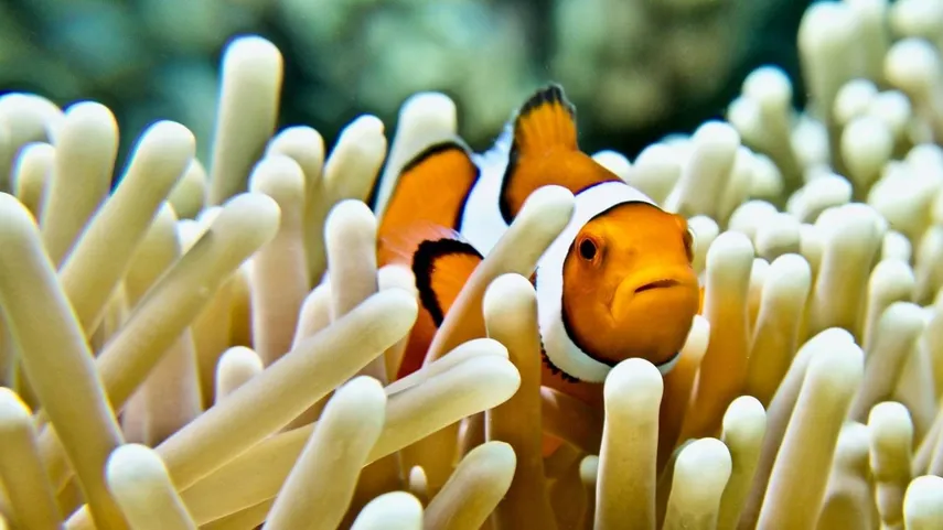 Great Barrier Reef Flight and Snorkel - Full Day | Experience Oz