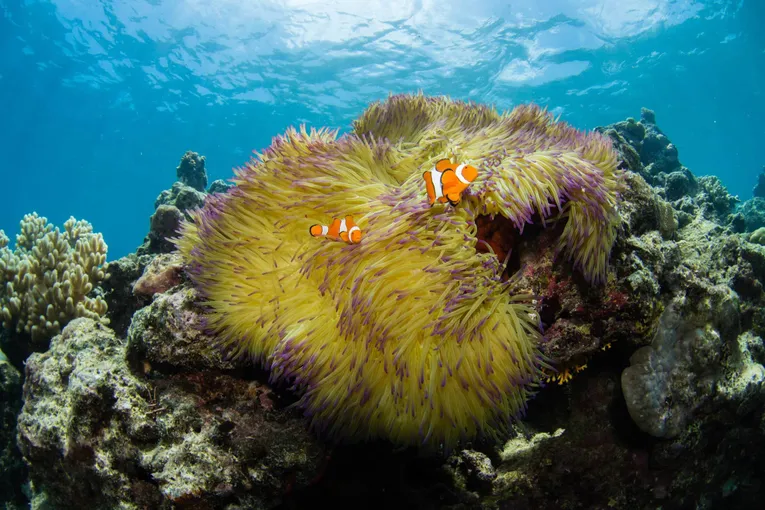 Great Barrier Reef Flight and Snorkel - Full Day | Experience Oz
