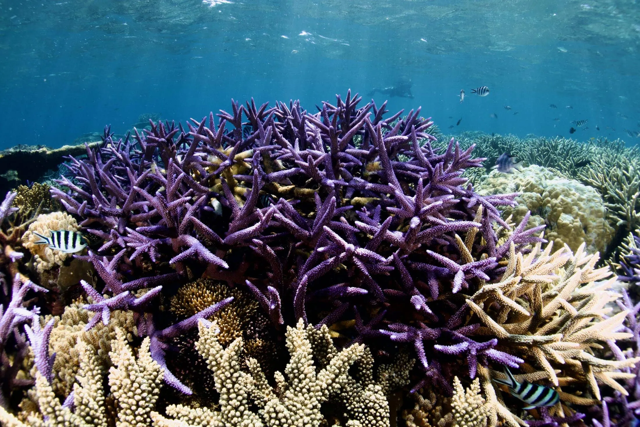 Great Barrier Reef Flight and Snorkel - Full Day | Experience Oz-14