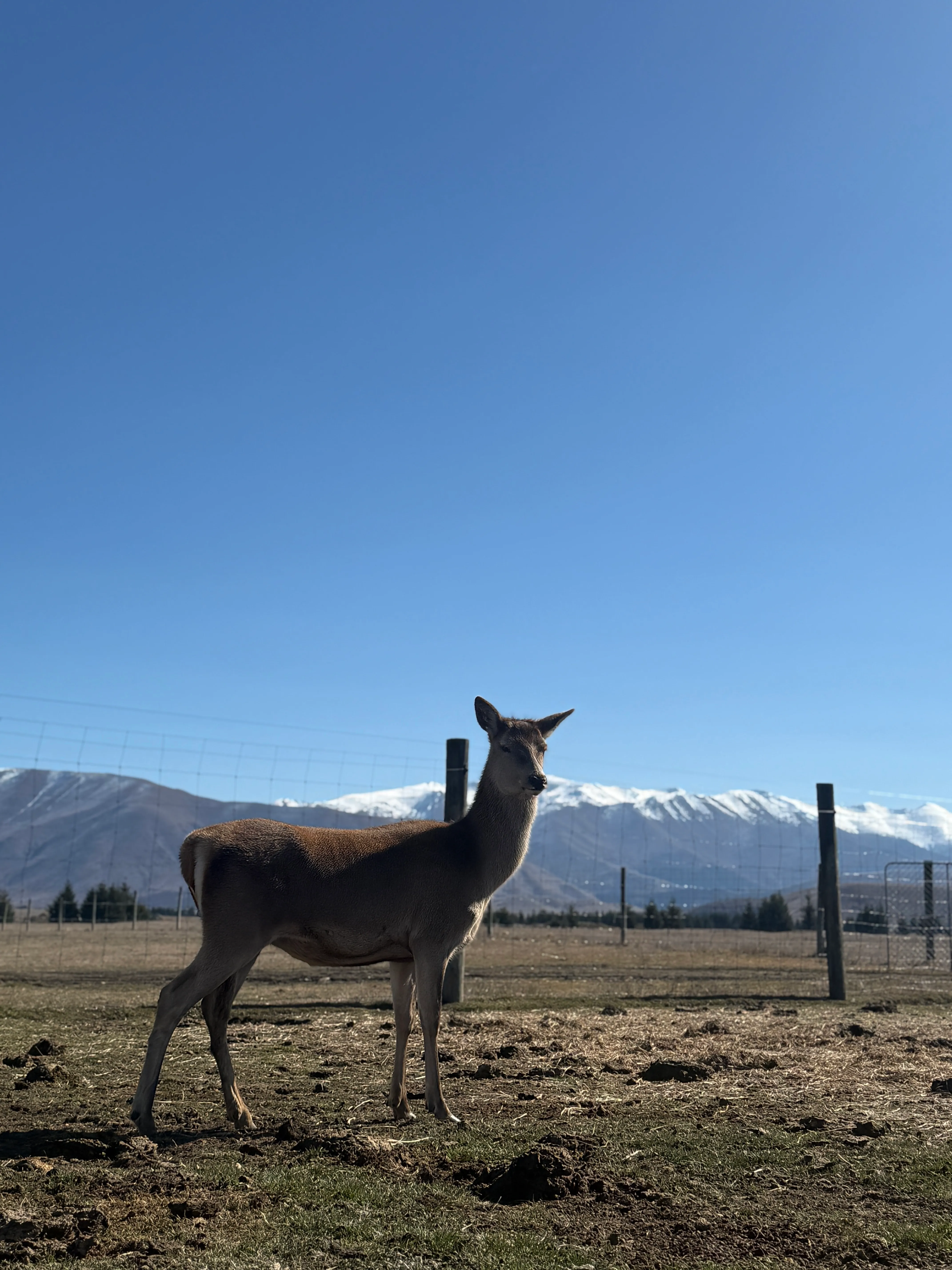 Twizel Guided Petting Zoo Tour - 30 Minutes | Experience Oz + NZ-7