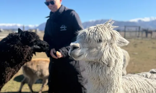 Twizel Guided Petting Zoo Farm Tour - 30 Minutes 