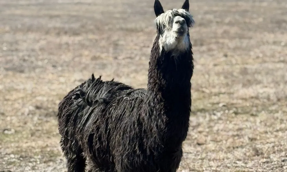 Twizel Guided Petting Zoo Tour - 30 Minutes | Experience Oz + NZ-2