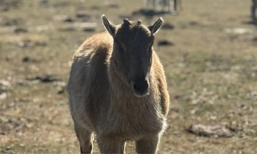 Twizel Guided Petting Zoo Tour - 30 Minutes | Experience Oz + NZ-3