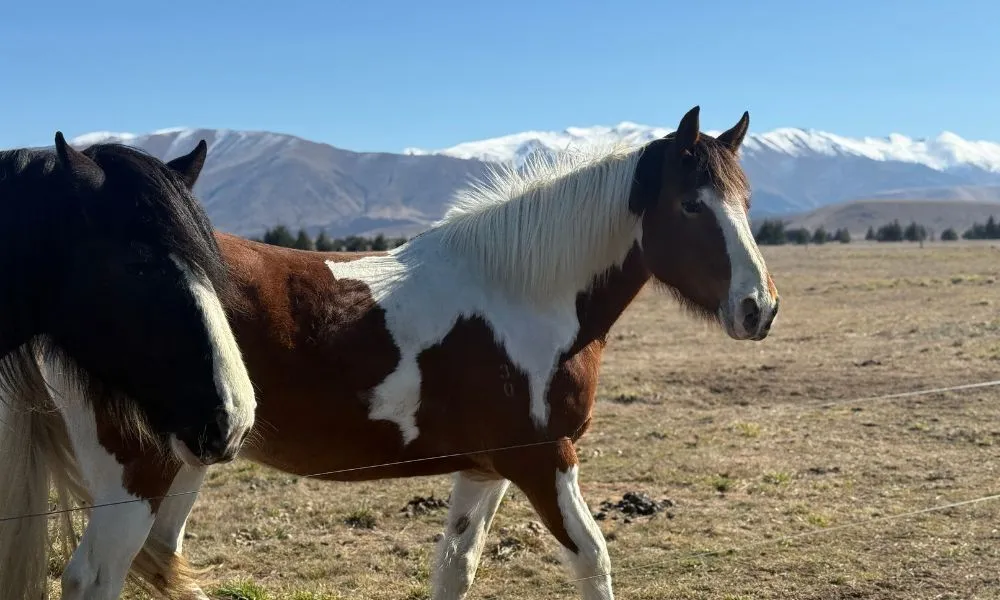 Twizel Guided Petting Zoo Tour - 30 Minutes | Experience Oz + NZ-4