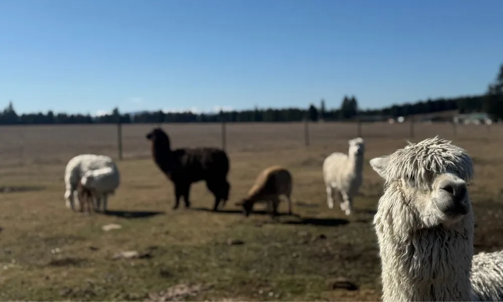 Twizel Guided Petting Zoo Tour - 30 Minutes | Experience Oz + NZ-6