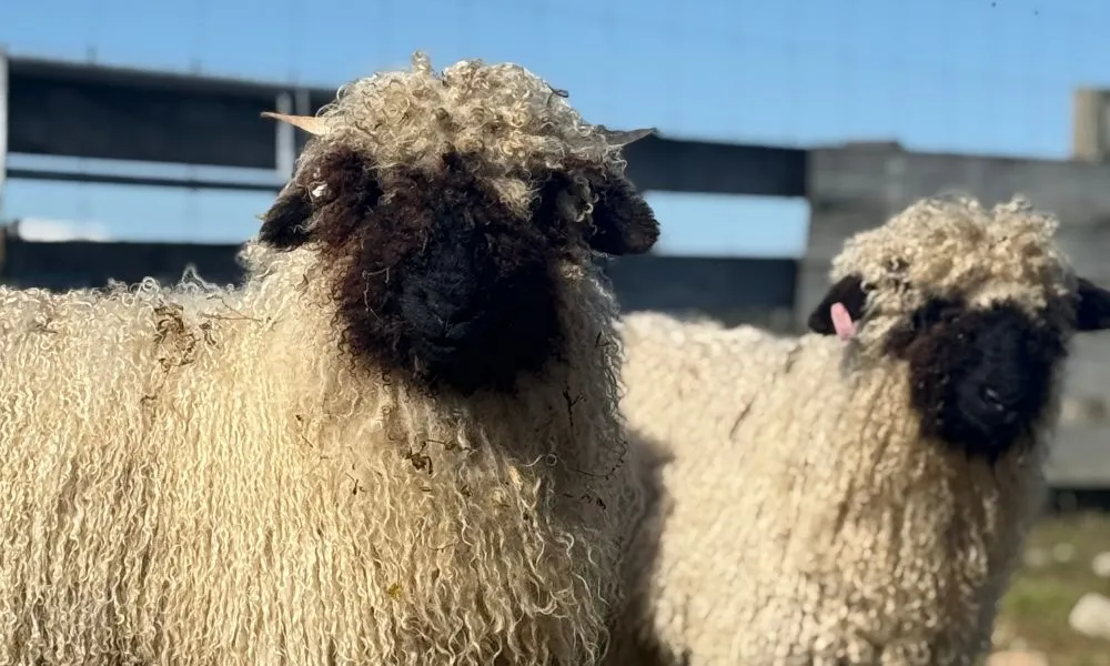 Twizel Guided Petting Zoo Tour - 30 Minutes | Experience Oz + NZ-5