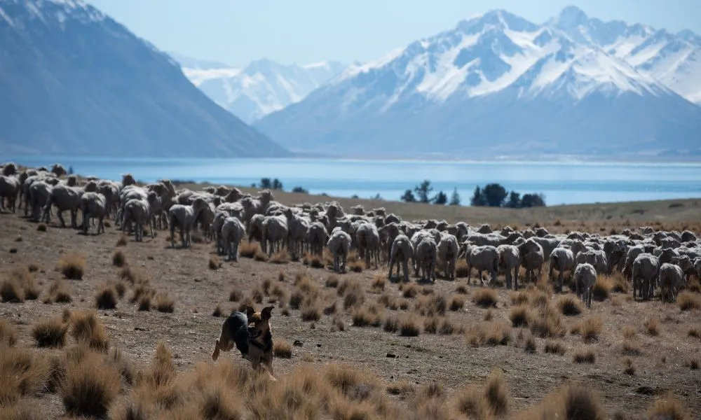 Lake Tekapo High-Country Tour - 2 Hours | Experience Oz + NZ-3
