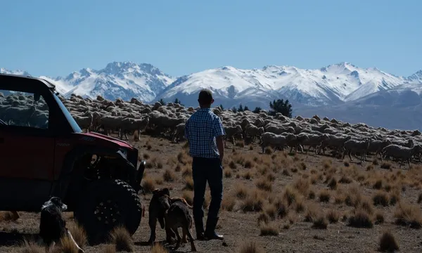Lake Tekapo Guided High-Country Station Tour - 2 Hours