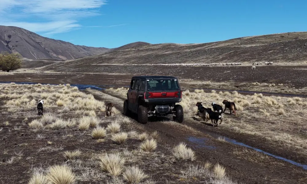 Lake Tekapo High-Country Tour - 2 Hours | Experience Oz + NZ-2