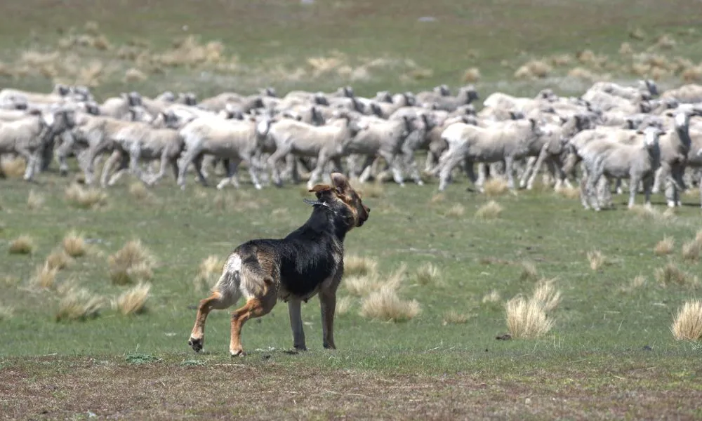 Lake Tekapo High-Country Tour - 2 Hours | Experience Oz + NZ-6