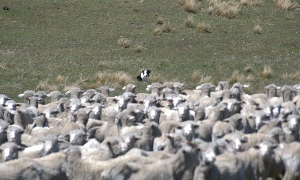 Lake Tekapo High-Country Tour - 2 Hours | Experience Oz + NZ-4